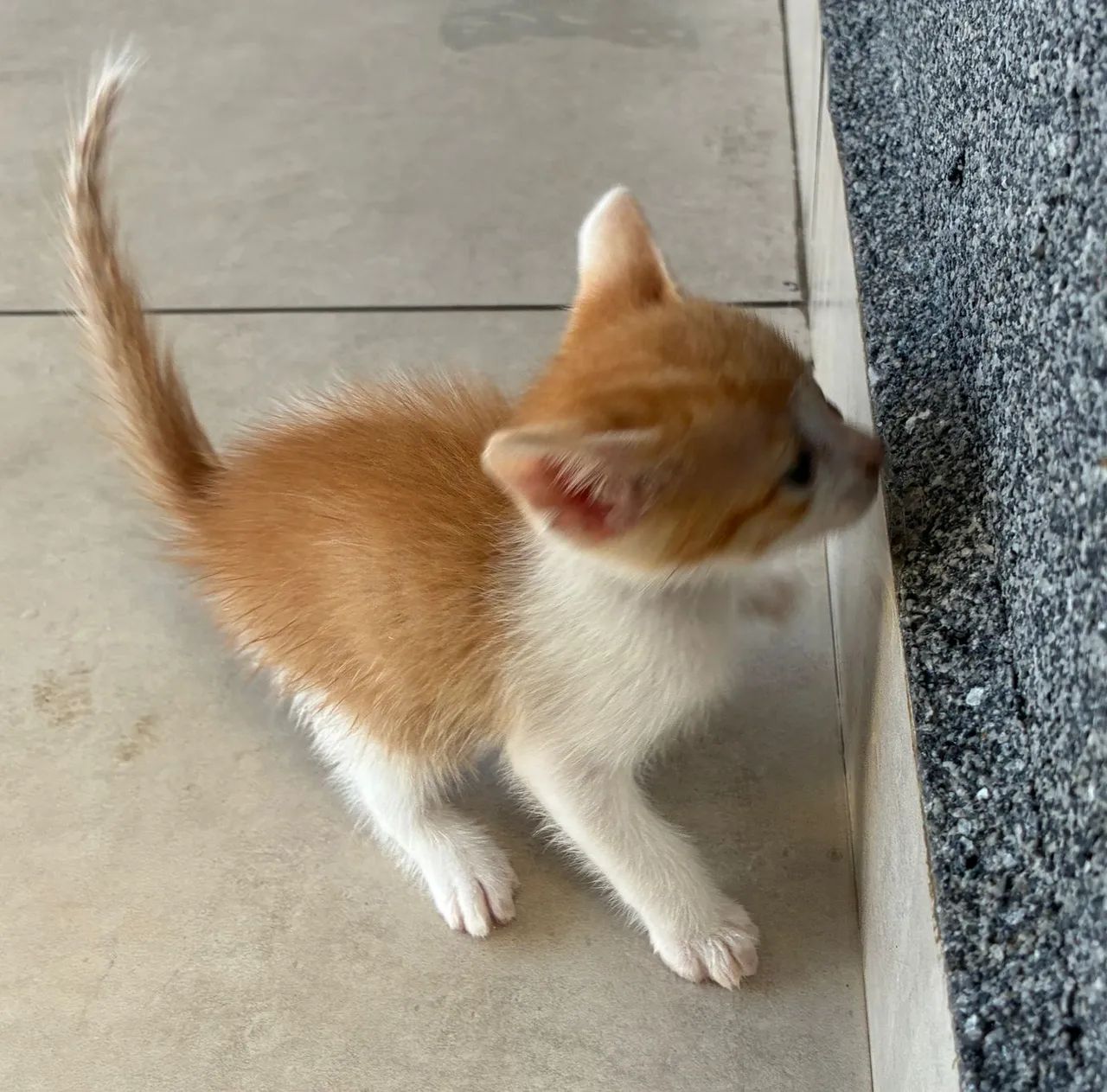 Doação de gatos - Foto 6