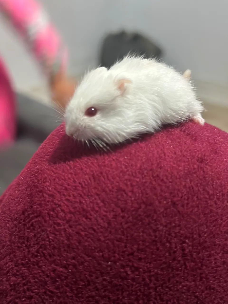 Hamster anão russo  - Foto 5