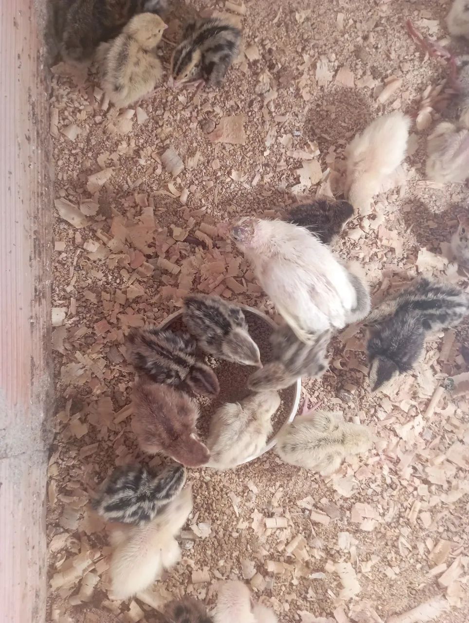 Pintinhos de codorna gigante  - Foto 2