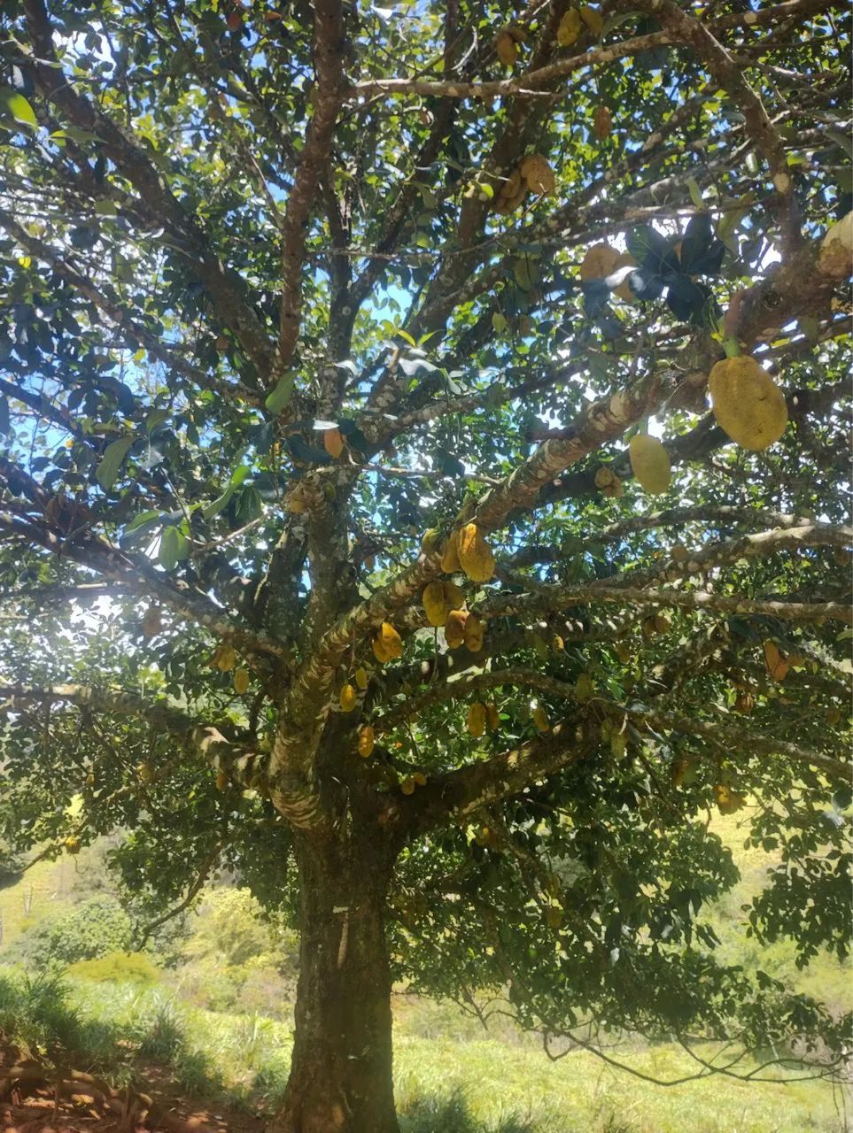 Vendo lindo terreno  - Foto 2