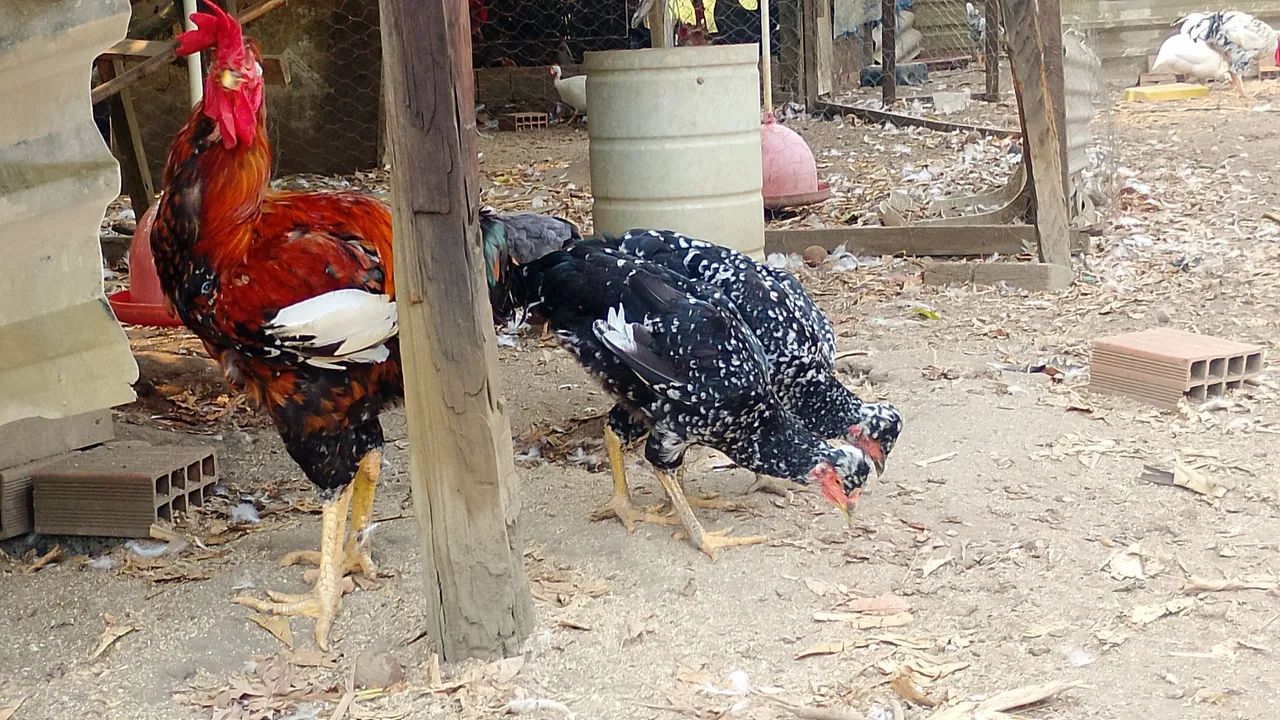 frango gsb  - Foto 5