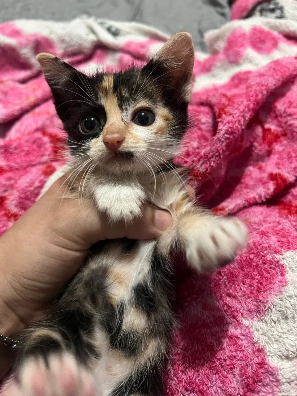 Gata pra adoção  - Foto 3