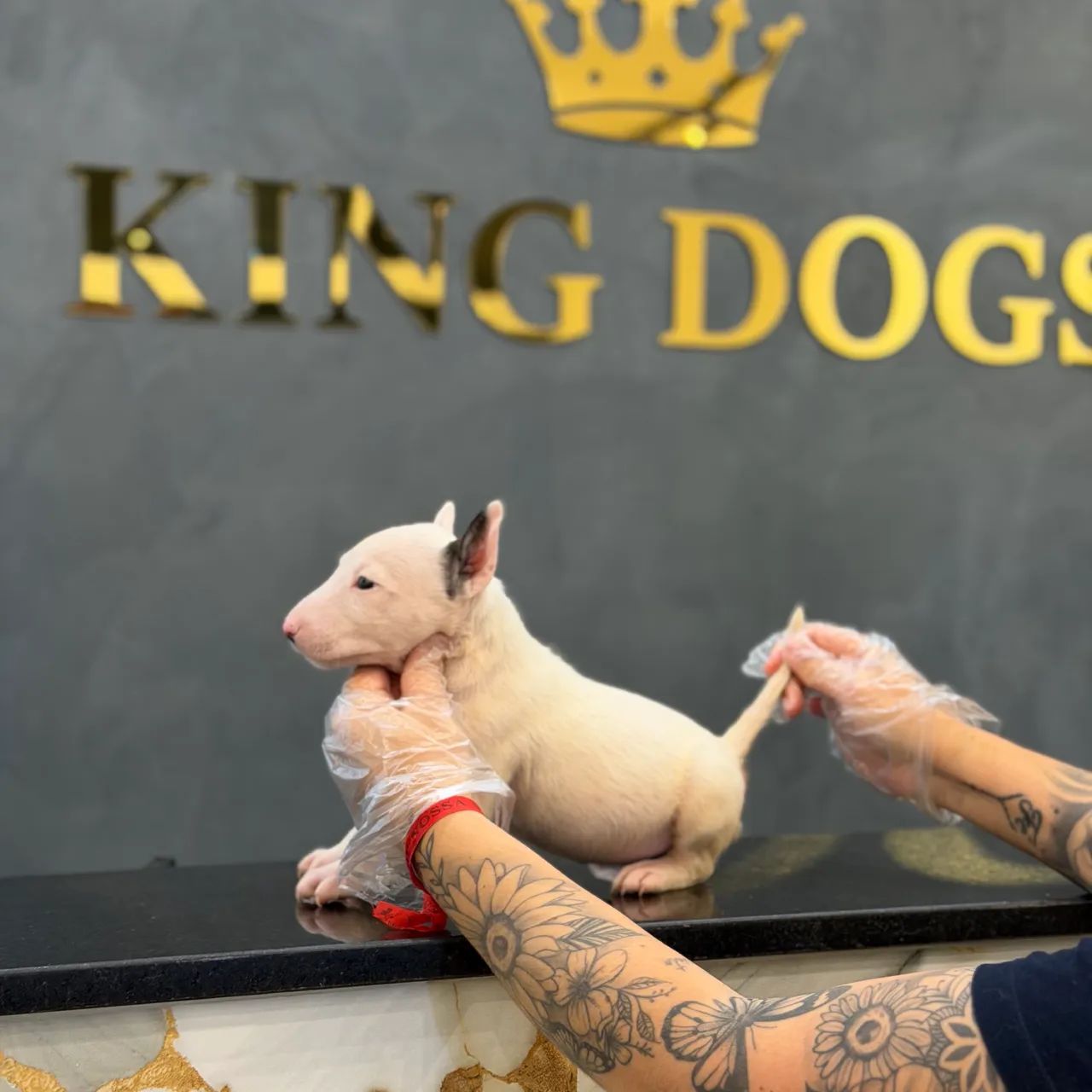 Top Longen Bull terrier 
