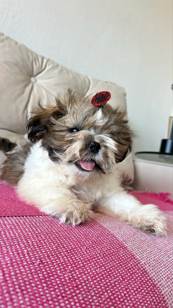 Shih tzu