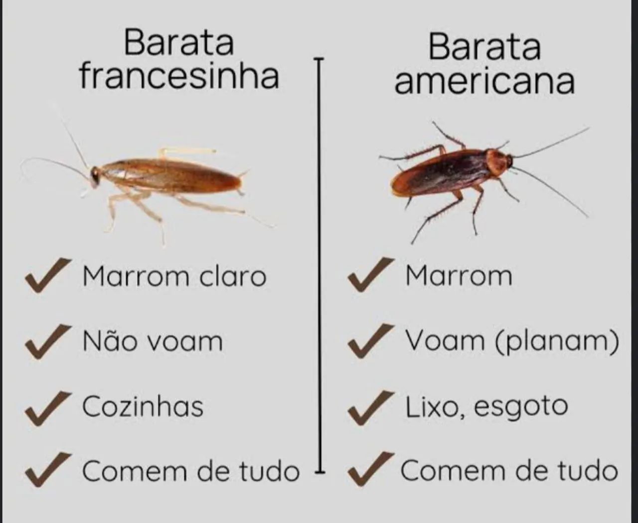 DEDETIZAÇÃO PROFISSIONAL  - Foto 5