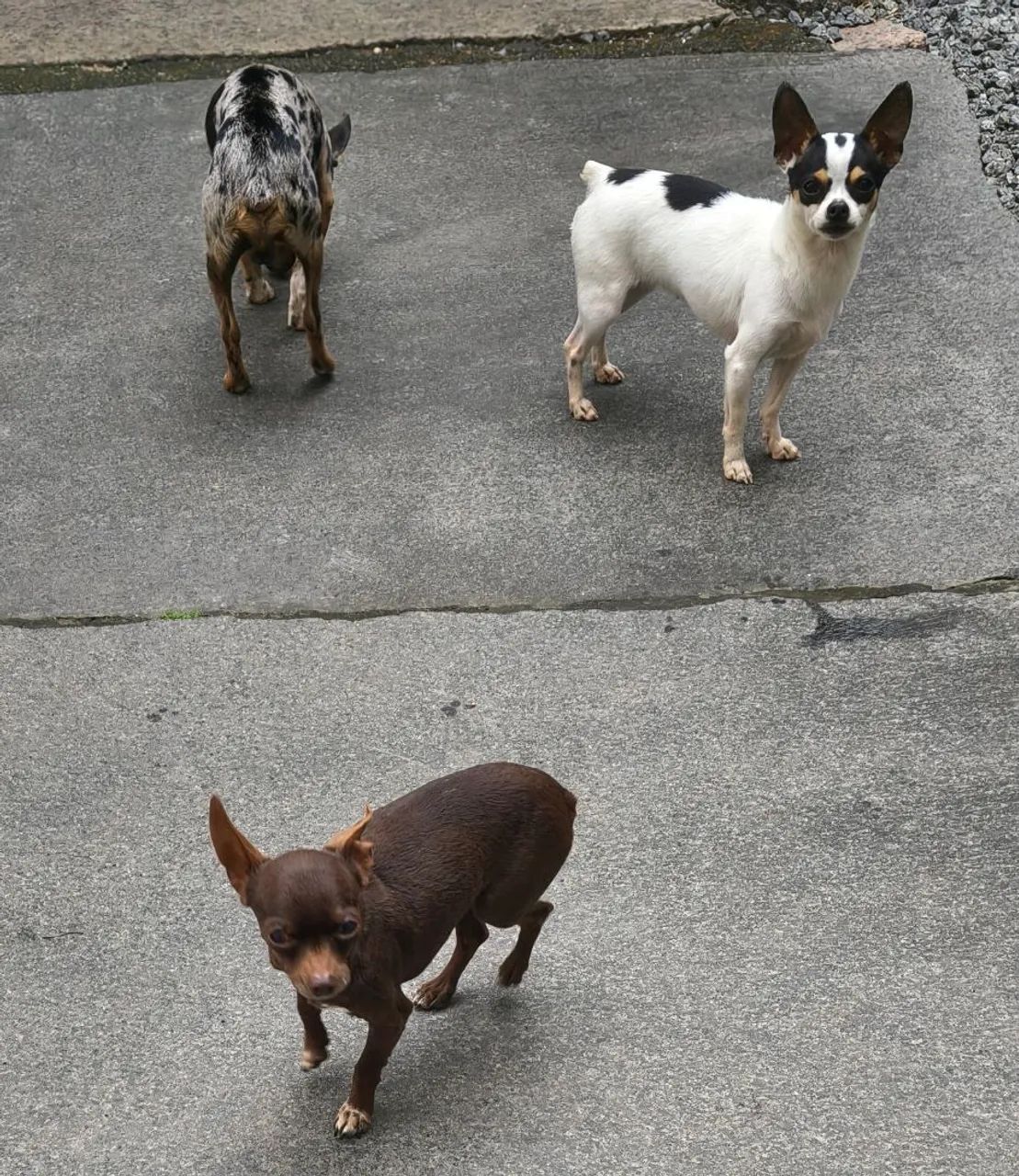 Pinscher  - Foto 4