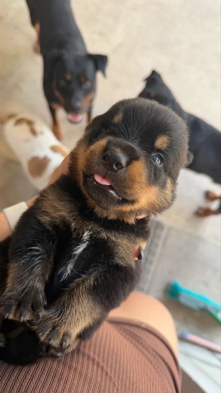 Rottweiler  - Foto 2
