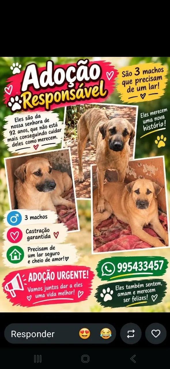 Cachorros para adoção responsável  - Foto 3
