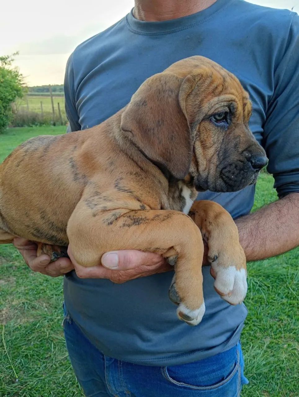 Fila Brasileiro macho  - Foto 2
