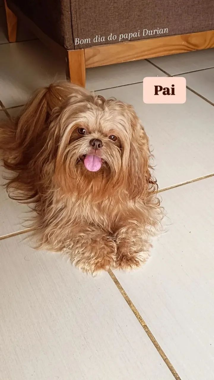 Bebê ShihTzu fêmea  - Foto 4