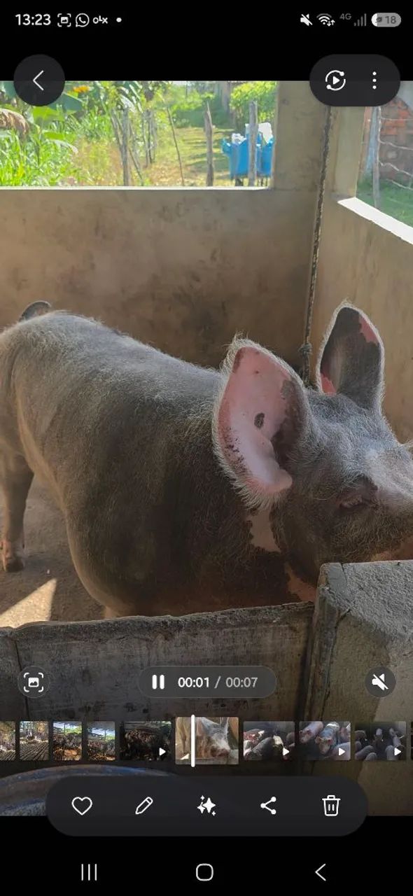 Vendo barrão 