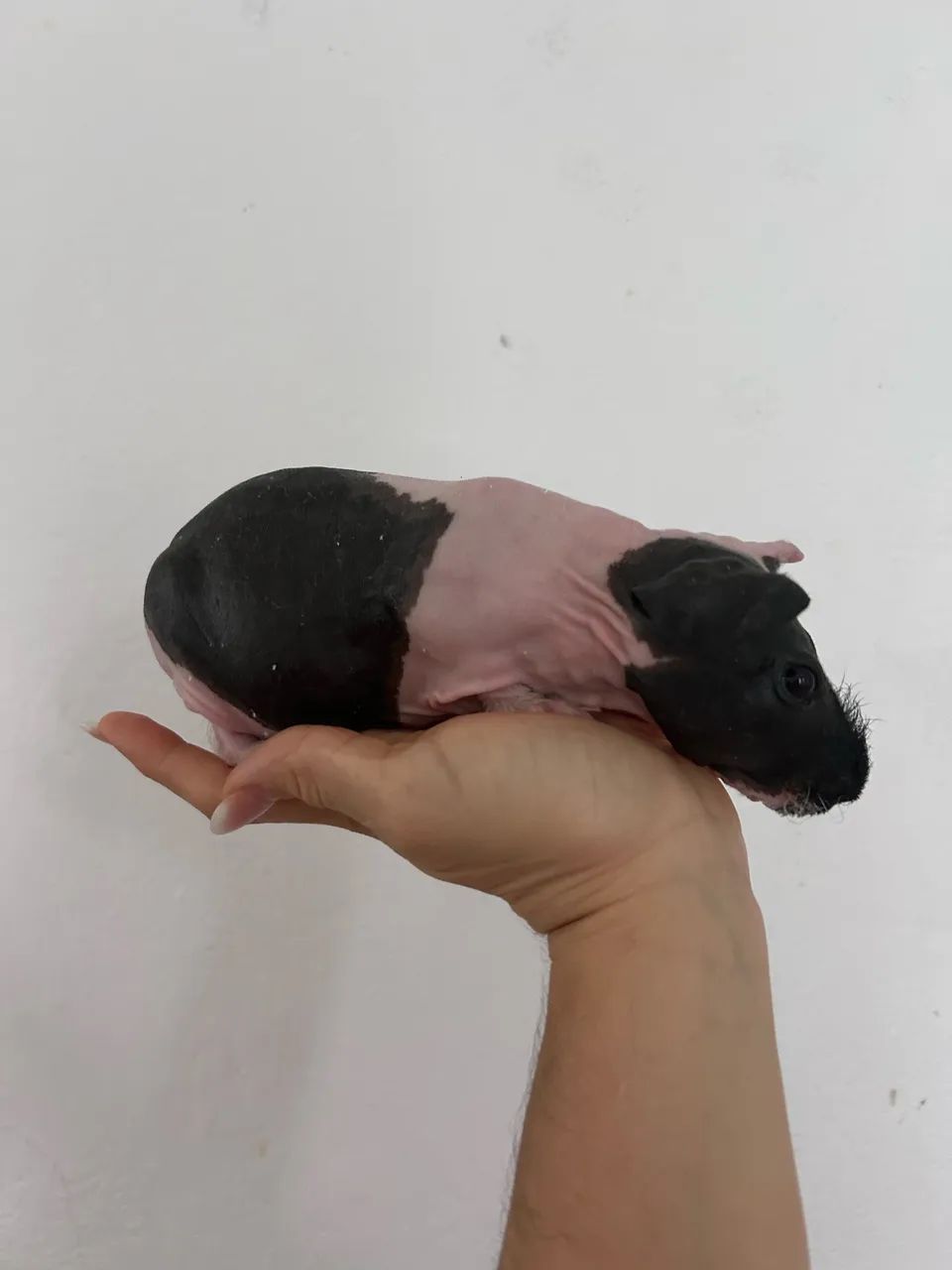 Porquinho da índia sem pelo - Foto 5