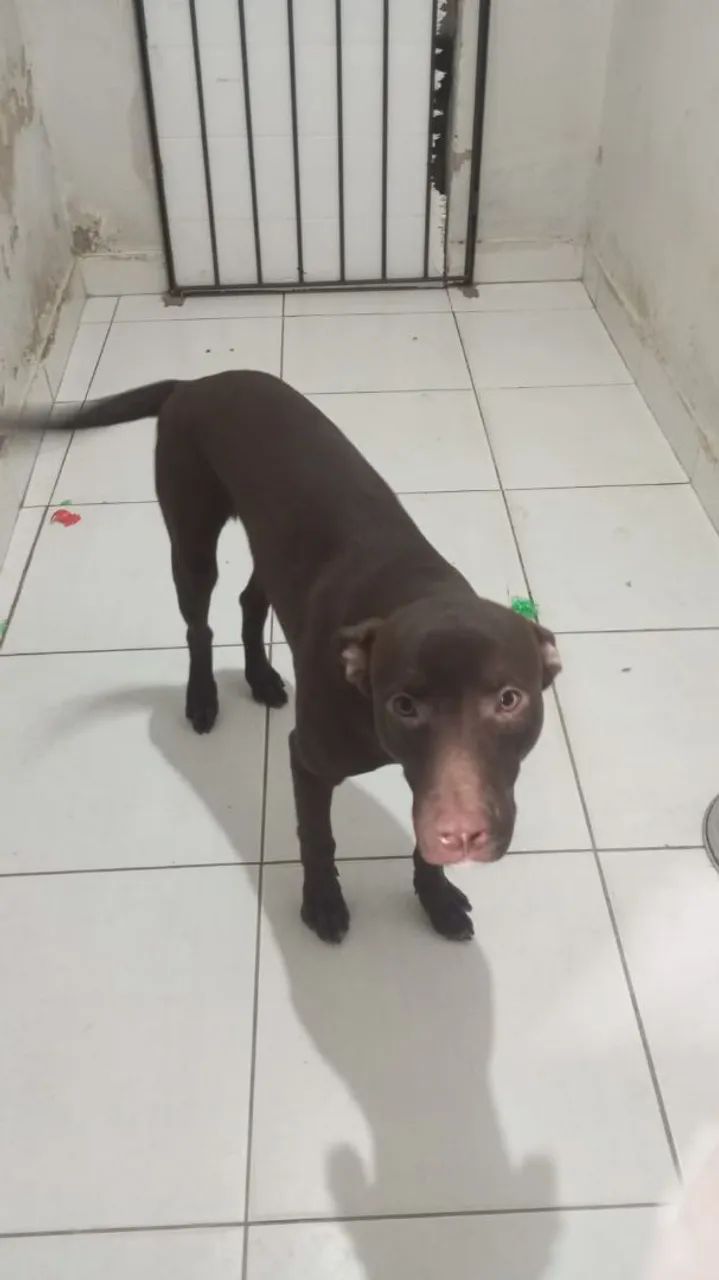 Cachorro Pitbull com labrador  - Foto 2
