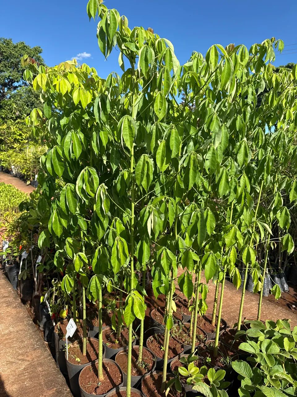 Muda de samauma 