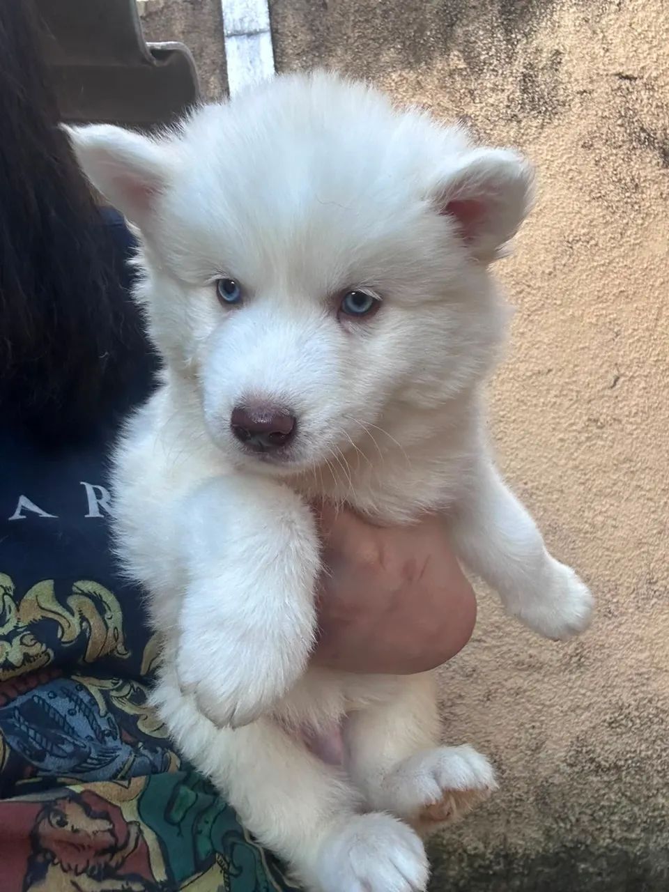Husky siberiano - Foto 2