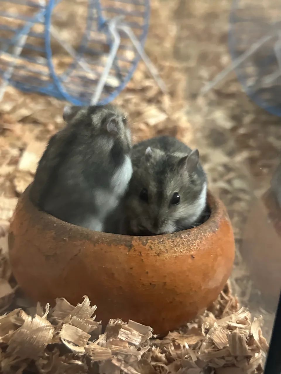 Hamsters ( filhotes)437443719794544645