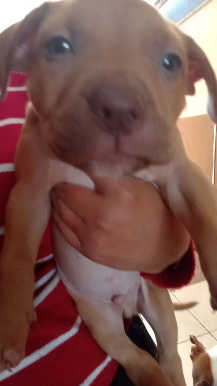 dispon íveis filhotes pitibull  - Foto 2