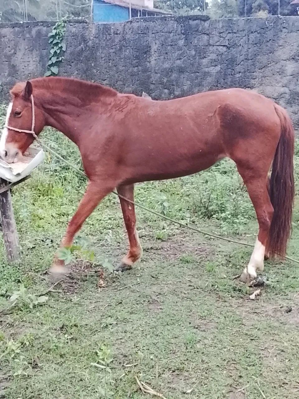 Égua 