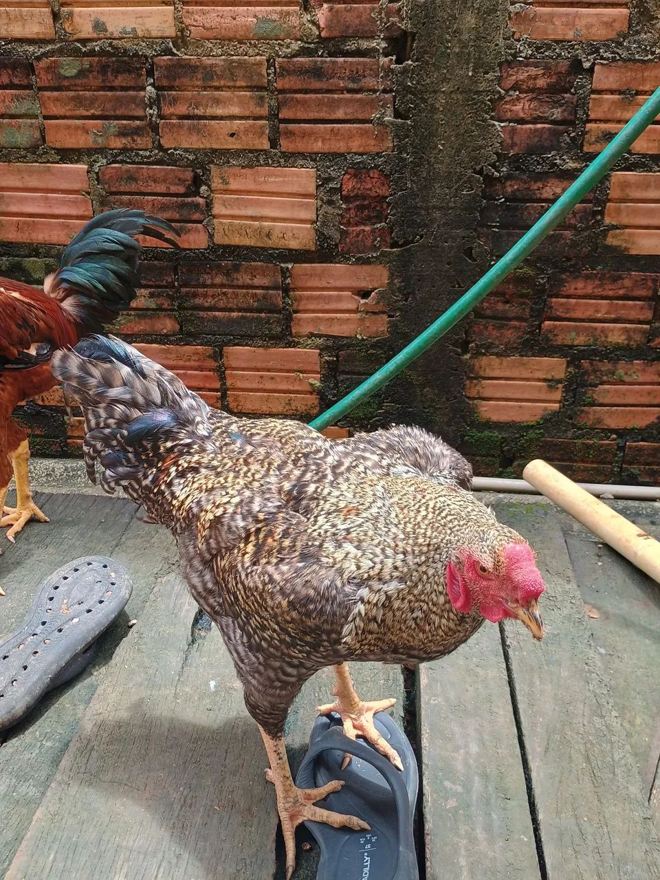 Frango caipira  - Foto 3