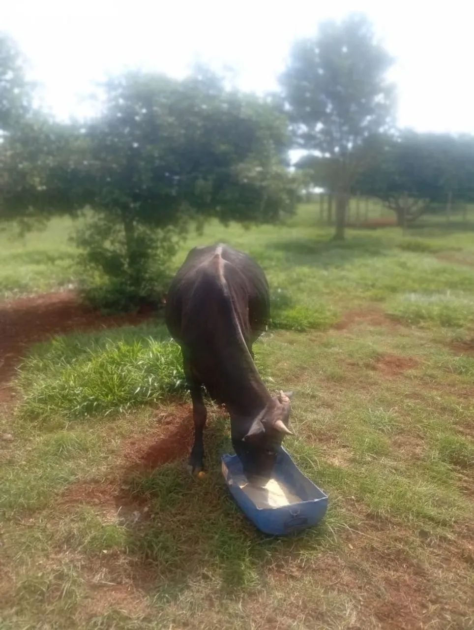 Vendo vaca leiteira mojando 4500,00 - Foto 4