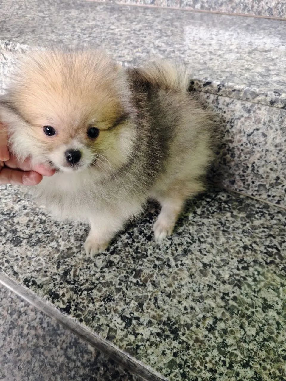 Macho Spitz  - Foto 3