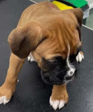 Boxer fêmeas e machos 