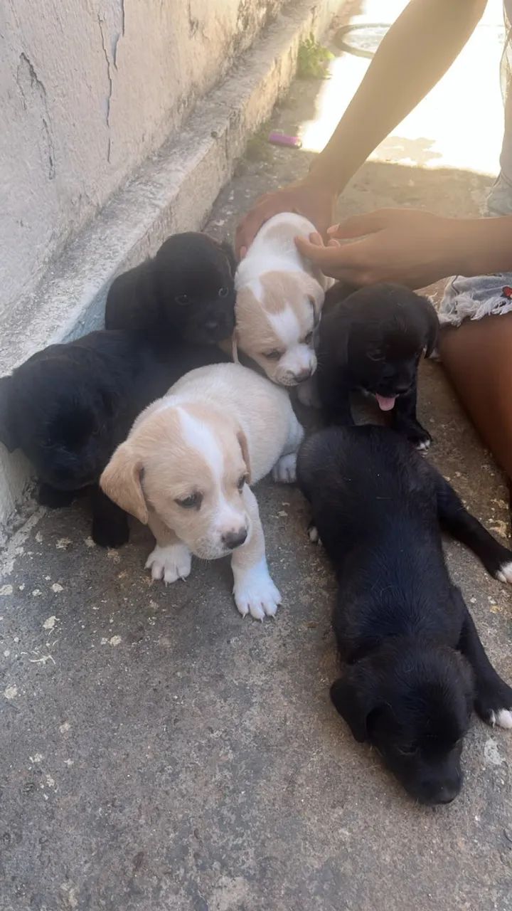 Cachorros para doação