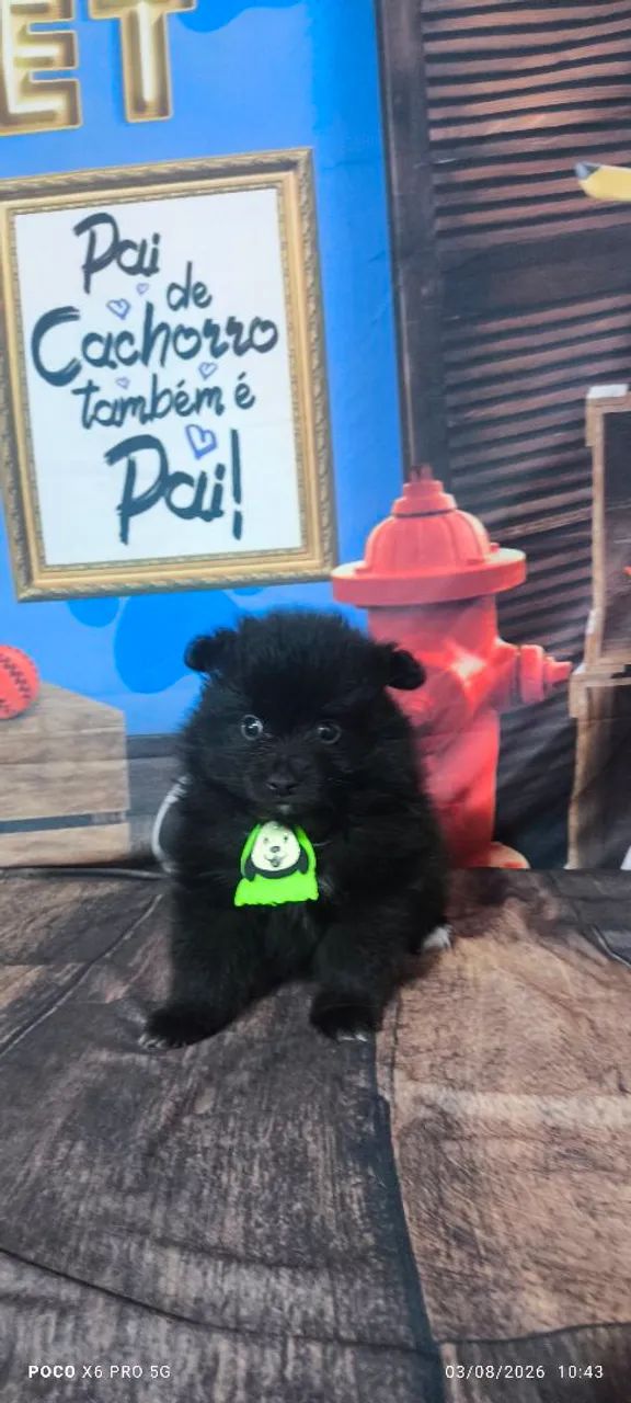 Spitz alemão Black  - Foto 2