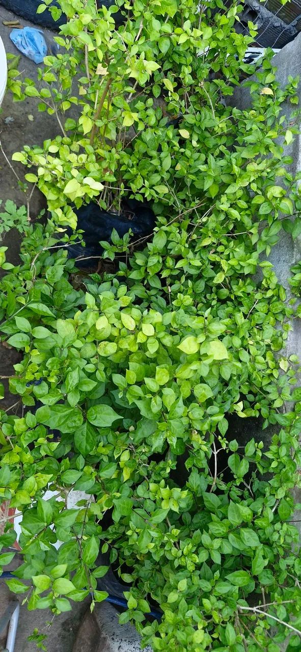 Mudas de fruteira e plantas  - Foto 4