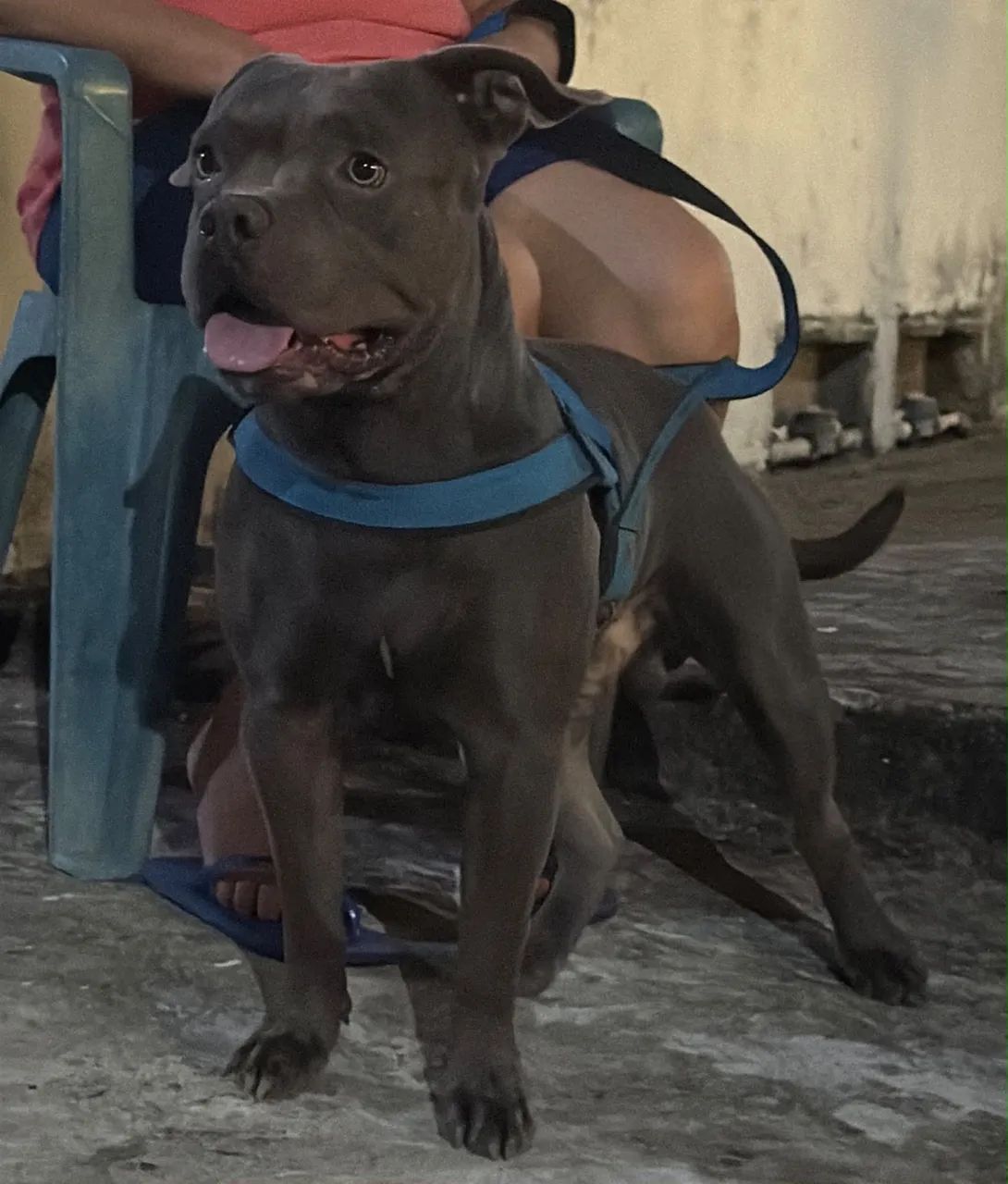 Filhote de pitbull  - Foto 3