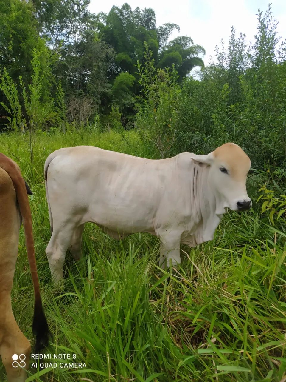 Vende-se Bezerra Tabapuâ - Foto 4