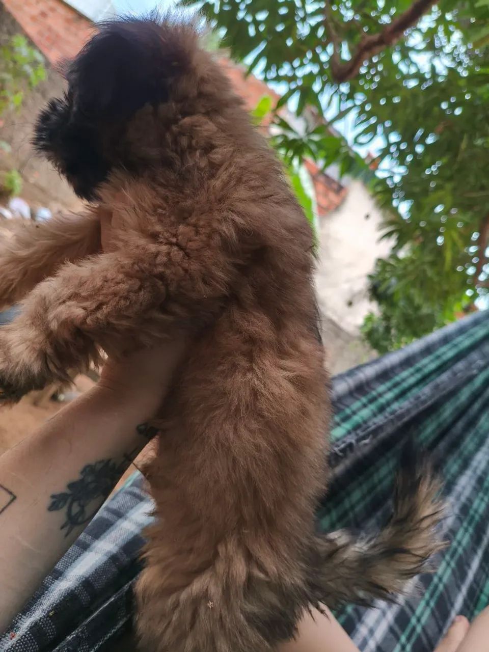 Shitzu macho  - Foto 3