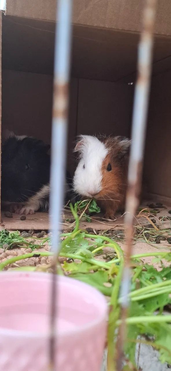 Doação responsável de dois porquinhos da Índia 