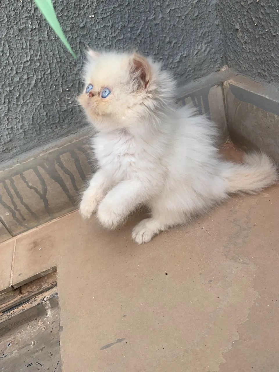 Gatinho himalaio macho  - Foto 3