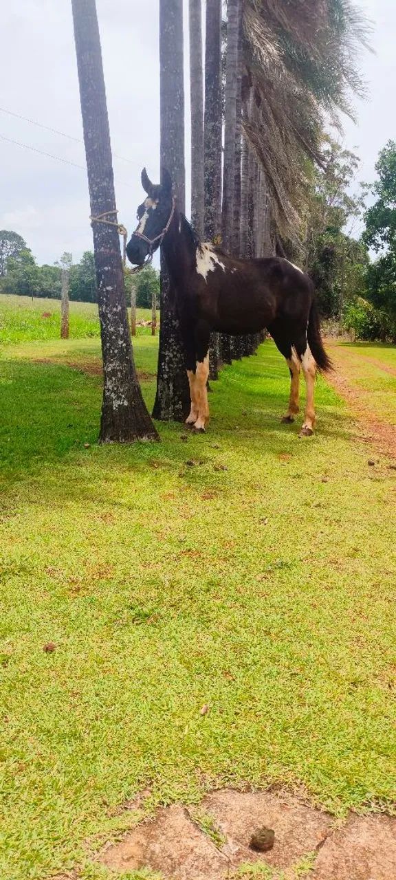Potro pampa homozigoto registrado MM - Foto 2