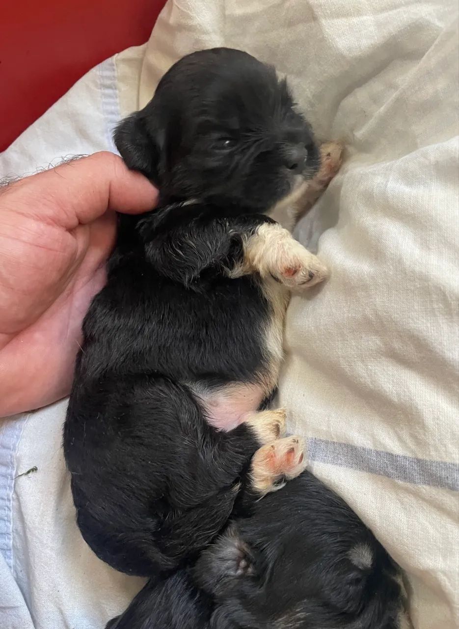 Lhasa Apso exóticos fêmeas  - Foto 3