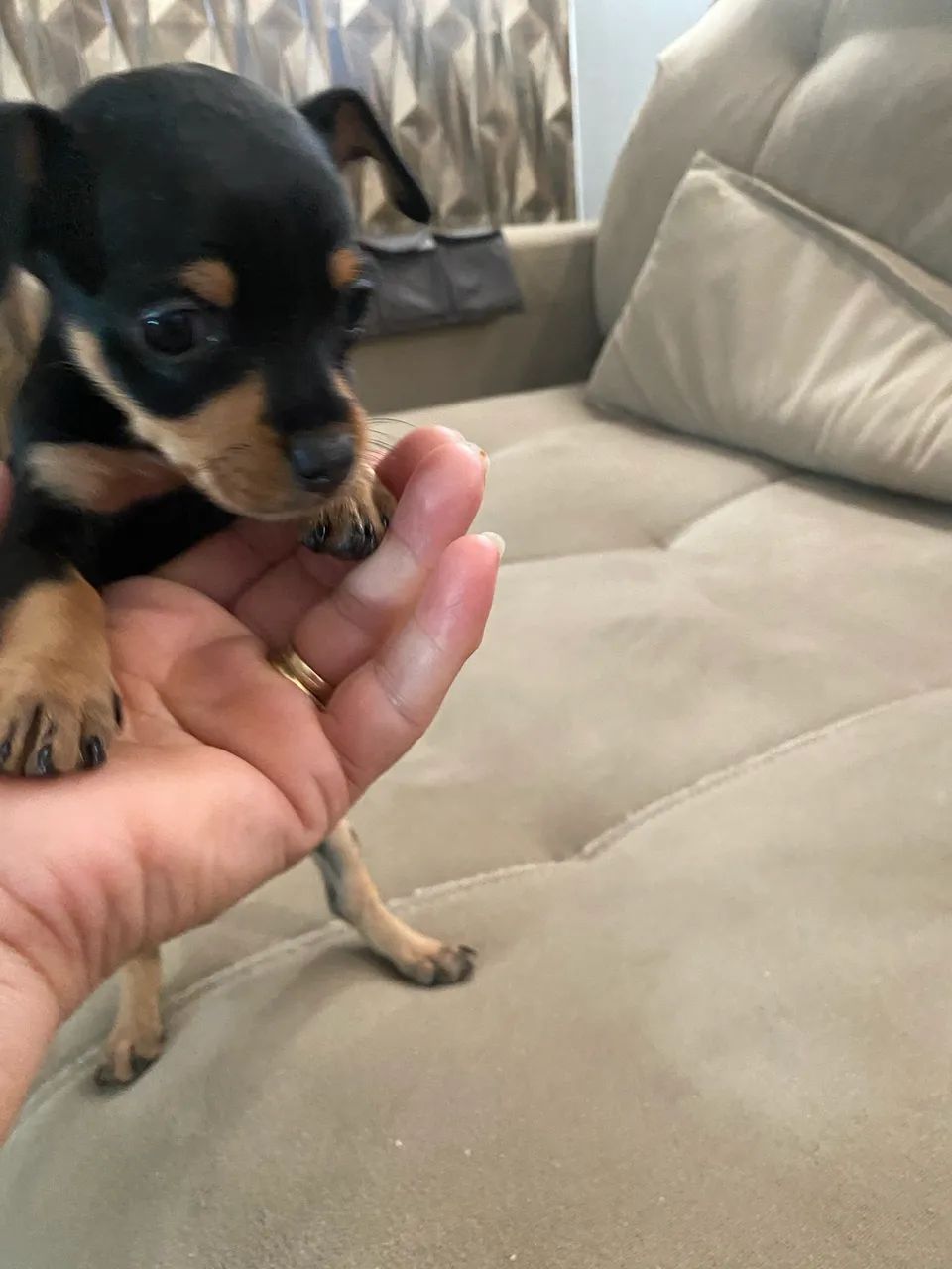 Pinscher 