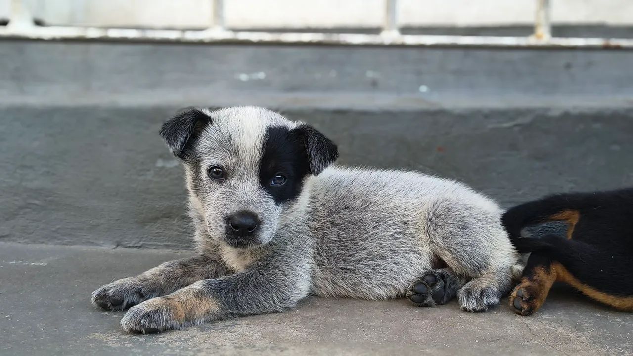 Cachorro  raça blue beeler - Foto 2