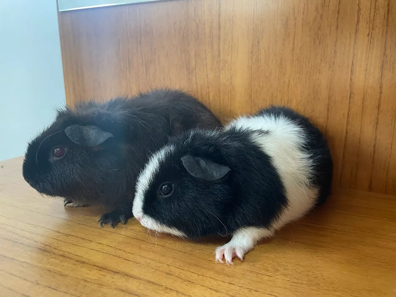 porquinho da índia 65171893219331122