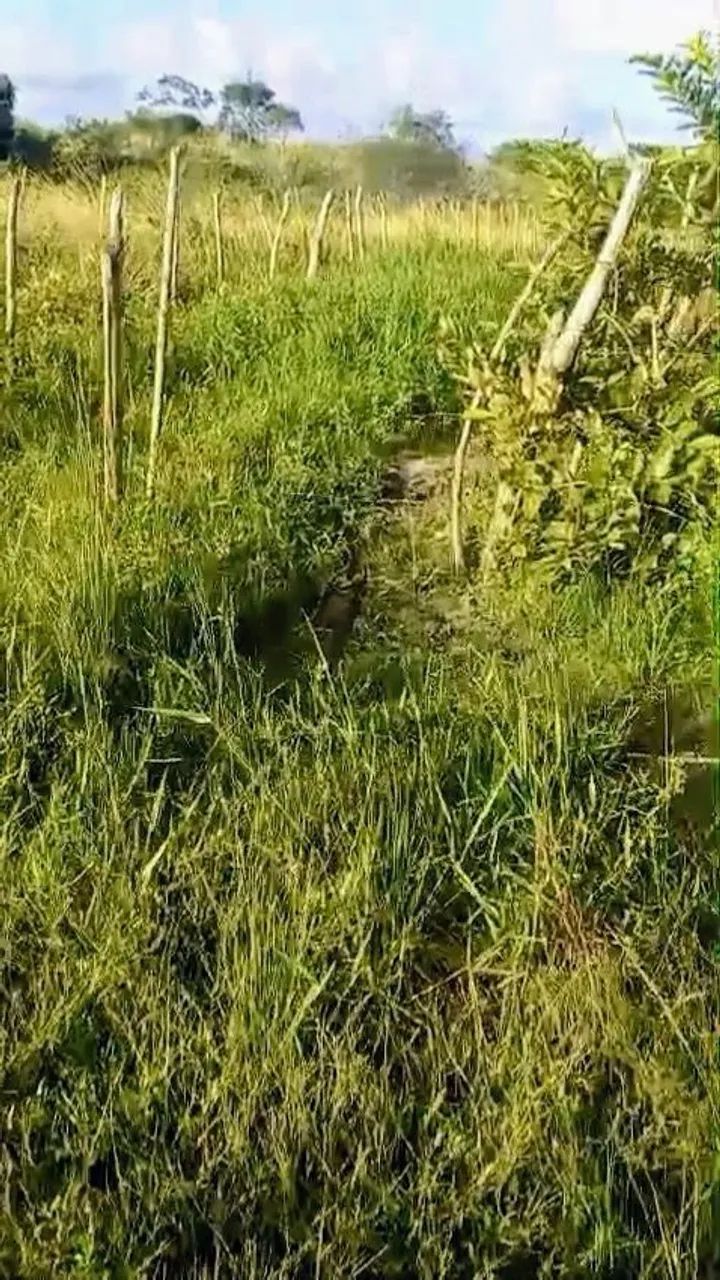 Sítio com 7 hectares em moreno 4,3 km da BR 232 - Foto 4