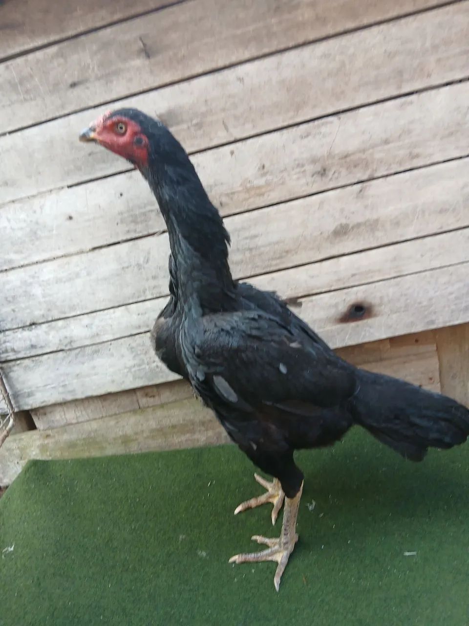 vendo galinha china 