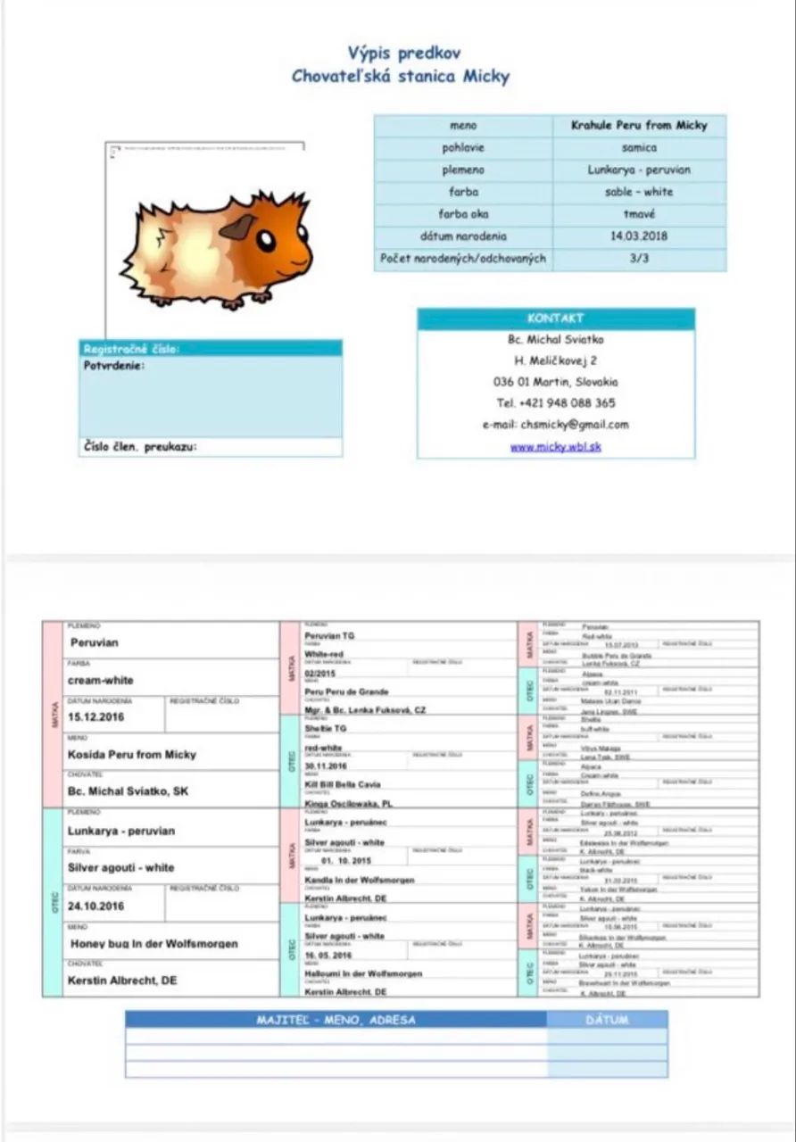 PORQUINHO-DA-ÍNDIA - PERUANO PEDIGREE + MICROCHIP LINHAGEM EUROPEIA IMPORTADA EM 2018 - Foto 5