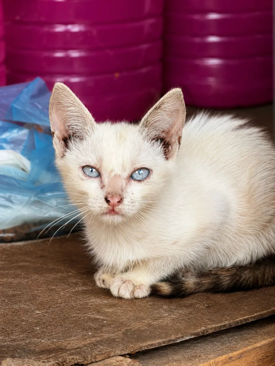 Duação de gatos  - Foto 2