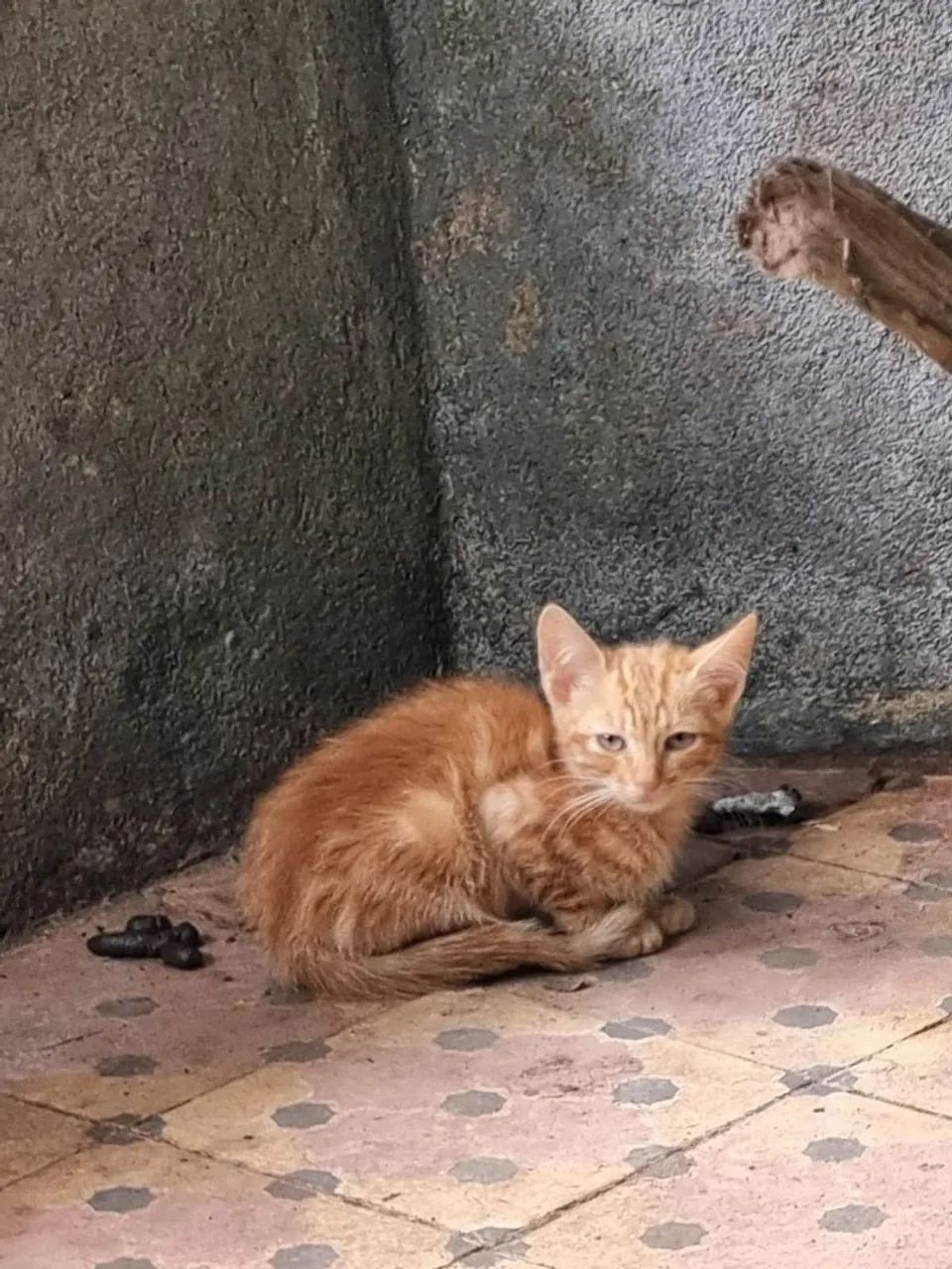 Filhotes gato - Foto 6