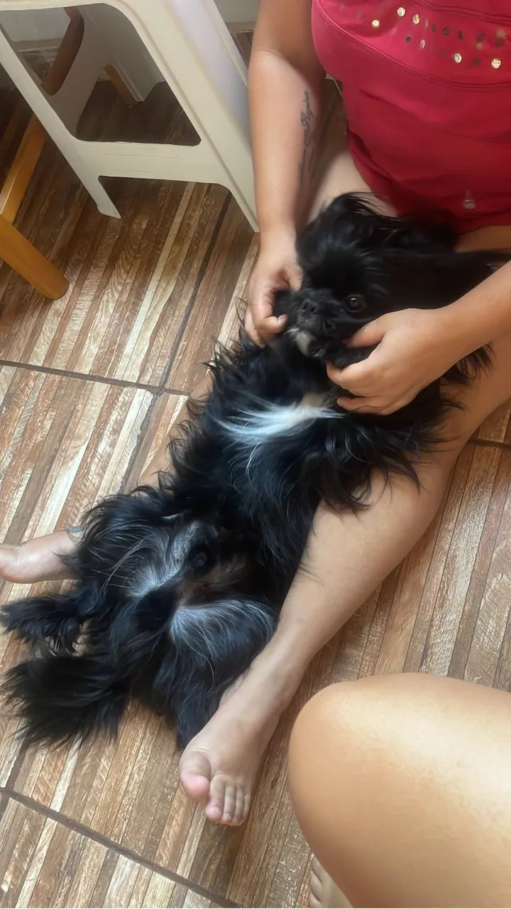 Disponível para cruzar  - Foto 2