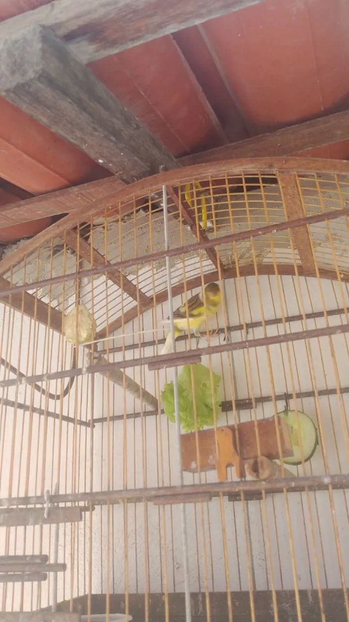 Gaiola boa