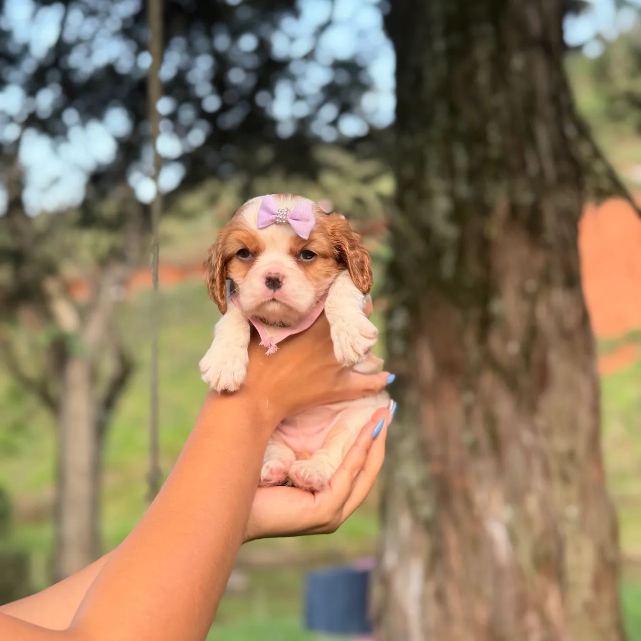 Cavalier king fêmea  - Foto 2