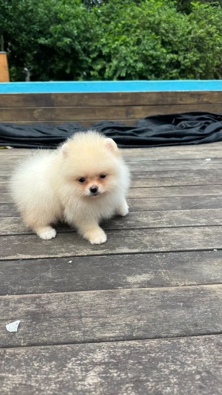 Spitz Alemão Anão  - Foto 4