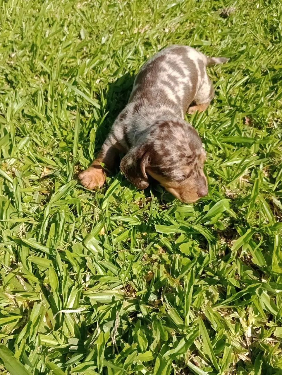 Salsicha 