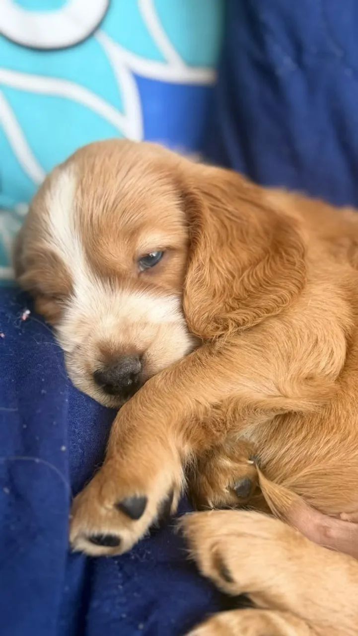 Filhote cocker spaniel , apenas macho - Foto 3